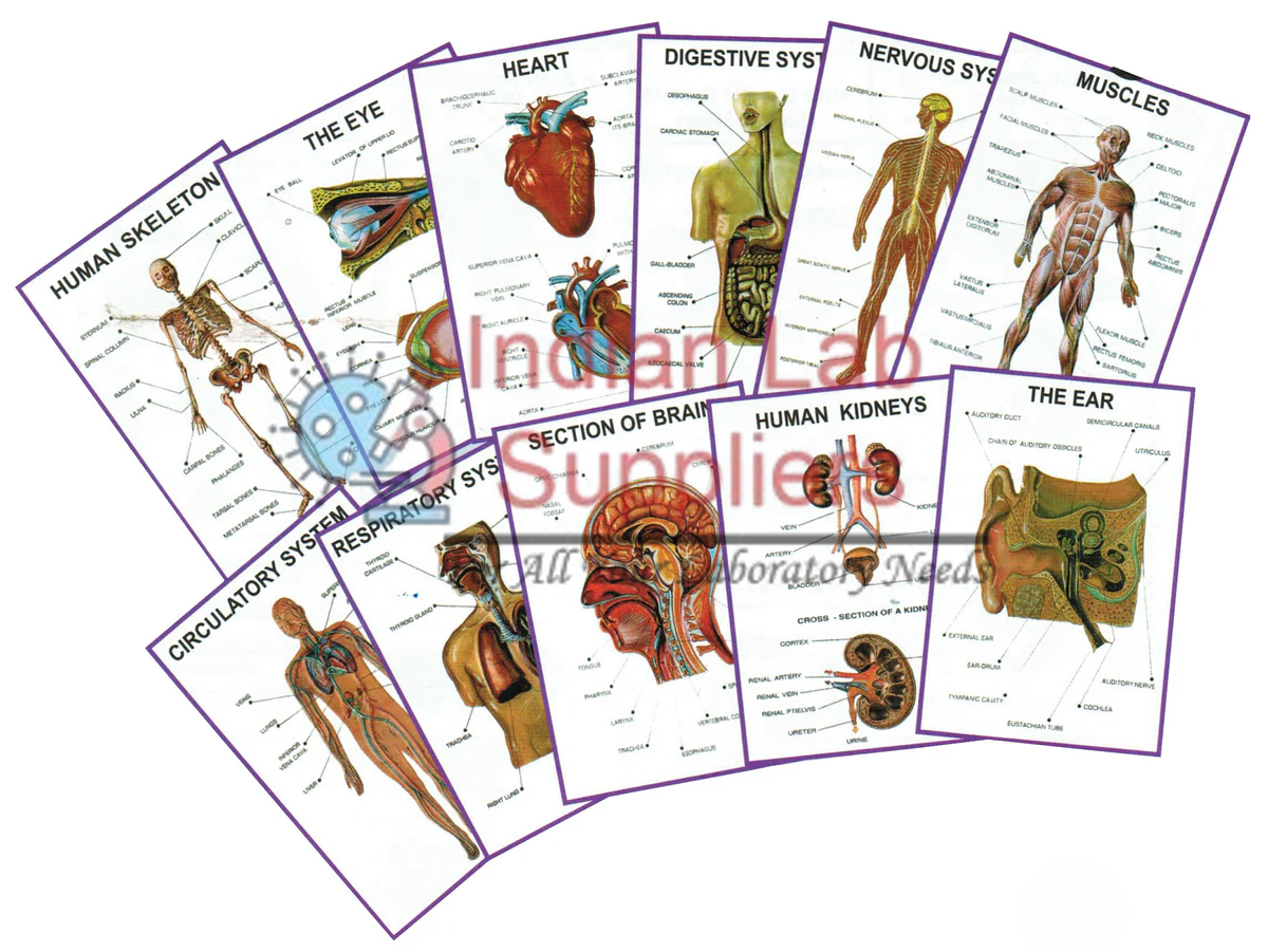 Wall Charts - Physics Set (10 Charts) (Size 24"x36")